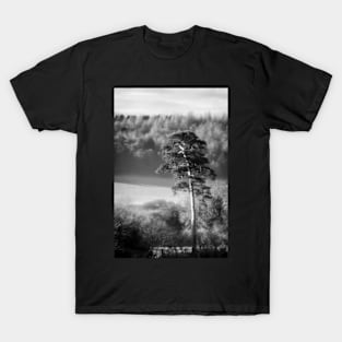 Scots Pine Tree T-Shirt